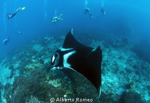 Meeting with the Great Manta in Andaman sea. by Alberto Romeo 
